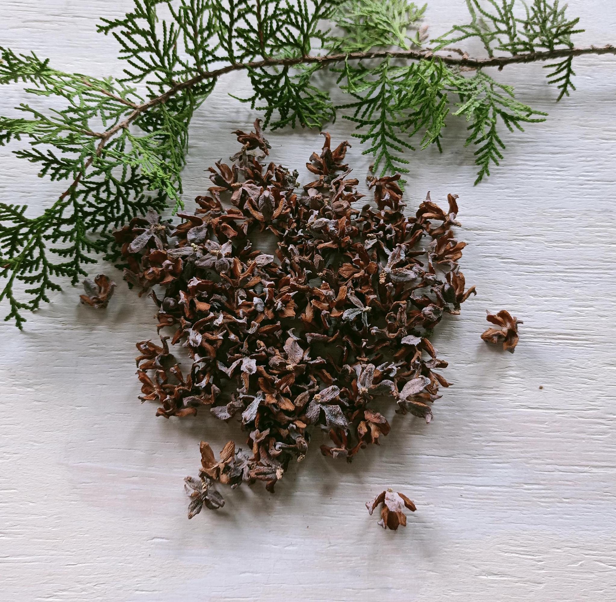 Thuja cones - Etsy Schweiz