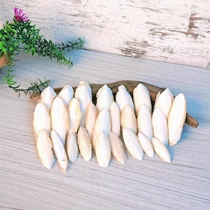 May include: A collection of white, oblong cuttlefish bones arranged on a piece of driftwood. The bones vary in size and shape, with a few showing a slight beige hue. The background features a light-colored wooden surface and a decorative plant with a purple flower.