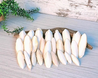 Natural cuttlefish bone 26 pcs. Natural supplement for birds. Small cuttlefish.Cuttlefish shells.Cuttlefish