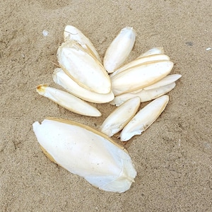 May include: A collection of multiple white, oval-shaped cuttlebone pieces with a porous, textured surface. The pieces vary in size and are arranged in a cluster, displaying their elongated, tapered forms and distinct, rigid central structures.