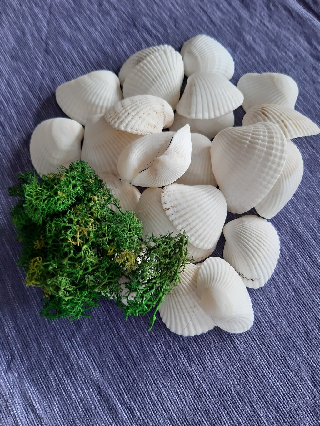 530-560 Conchiglie Naturali Miste A Spirale 10-14mm Per Decorazioni Fai Da Te, Feste A Tema Spiaggia, Acquari E Candele