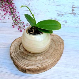 May include: A small, round, cream-colored ceramic pot with a young orchid plant. The pot sits on a circular wooden slice, with a light-colored, wood-grain background. The orchid has vibrant green leaves and a delicate stem.