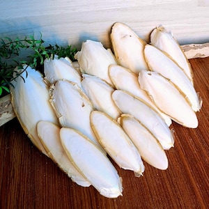 Natural cuttlefish bone 15 pcs. Natural supplement for birds. Cuttlefish shells, Cuttlefish