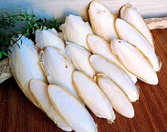 Natural cuttlefish bone 15 pcs. Natural supplement for birds. Cuttlefish shells, Cuttlefish