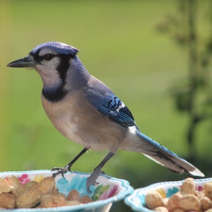 Farm, Bird, Animal and Nature Photographs