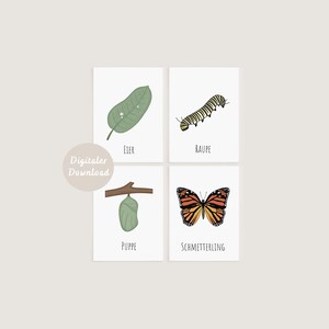 Lernkarten Lebenszyklus Montessori | Monarch Falter | DIGITALER DOWNLOAD