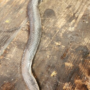 Hand forged metal snake image 3