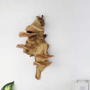 K&ouml;nnte beinhalten: Ein Wanddekor aus Holz mit einer nat&uuml;rlichen braunen Oberfl&auml;che. Das St&uuml;ck ist in Form eines Astes mit mehreren Schichten dekorativer Pilzformen gestaltet.