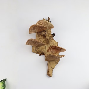 K&ouml;nnte beinhalten: Ein Wanddekor aus Holz mit einer nat&uuml;rlichen Holzoptik. Das St&uuml;ck verf&uuml;gt &uuml;ber mehrere f&auml;cherf&ouml;rmige Holzelemente, die an einem St&uuml;ck Treibholz befestigt sind.
