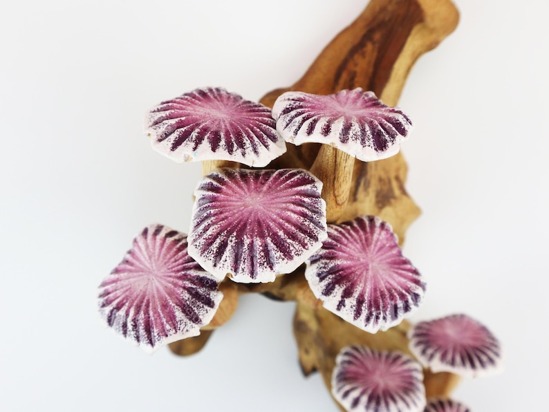 May include: A cluster of ceramic mushroom sculptures with a vibrant purple and white color scheme, mounted on a natural wood branch. The mushroom caps feature radial patterns and are set against a clean white background.