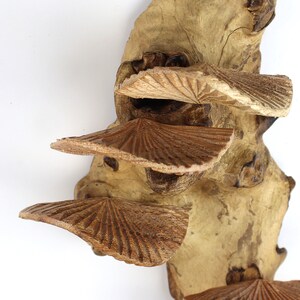 K&ouml;nnte beinhalten: Eine Wandskulptur aus Holz mit mehreren Schichten geschnitzter, brauner, f&auml;cherf&ouml;rmiger Teile, die an Pilze erinnern. Die Skulptur ist auf einem St&uuml;ck Treibholz mit einer nat&uuml;rlichen, hellbraunen Farbe montiert.