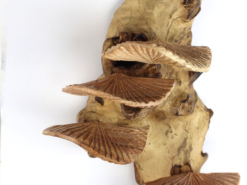 K&ouml;nnte beinhalten: Eine Wandskulptur aus Holz mit mehreren Schichten geschnitzter, brauner, f&auml;cherf&ouml;rmiger Teile, die an Pilze erinnern. Die Skulptur ist auf einem St&uuml;ck Treibholz mit einer nat&uuml;rlichen, hellbraunen Farbe montiert.