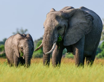 Elefanten im Okavango-Delta, Safari in Afrika, Naturfotografie, Wildlife, Tierfotografie, Fotodruck, FineArt, Leinwand,