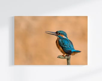 Eisvogel Wandbild, Naturfotografie Fine Art Print, Vogel Fotografie, Kingfisher Wall Art, Wildlife Fotografie,  Leinwand oder Poster