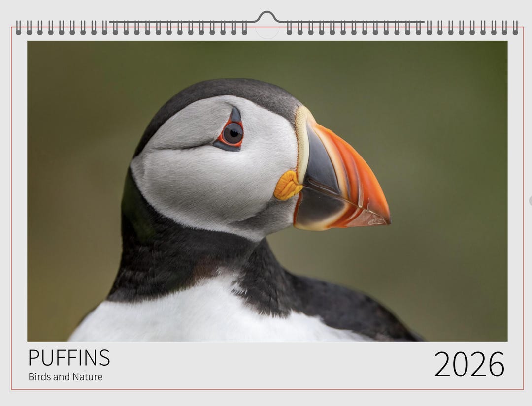 Puffins Calendar 2026 Etsy Il 8d7n 
