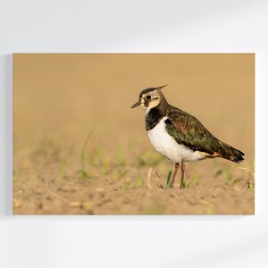 Könnte beinhalten: Ein brauner und weißer Vogel mit einem langen schwarzen Schnabel steht auf einem Feld aus braunem Gras. Der Vogel hat einen schwarz-weißen Kopf und einen grünen Rücken.