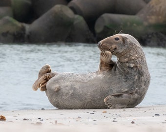 Yoga de foca gris, fotografía de naturaleza como impresión, lienzo o impresión artística