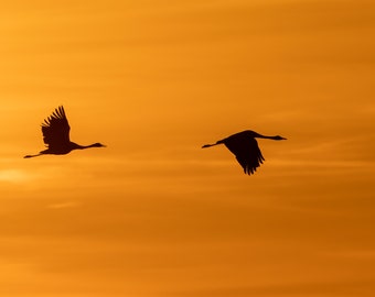 Kraniche im Sonnenuntergang, Wildlife, Naturfotografie, Leinwand, Fotodruck, Wall Art, Wandbild,