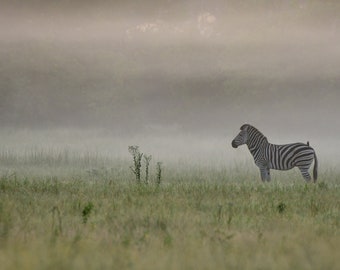 Zebra, Safari, Wildlife, Naturfotografie als Leinwand, Fotodruck oder FineArt Print