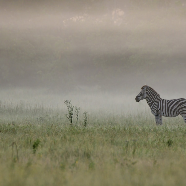 Zebra, Safari, Wildlife, Naturfotografie als Leinwand, Fotodruck oder FineArt Print