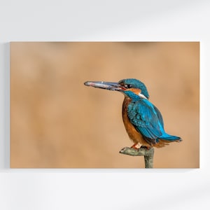 Eisvogel mit Fisch, Naturfotografie als Druck, Leinwand oder FineArt Print