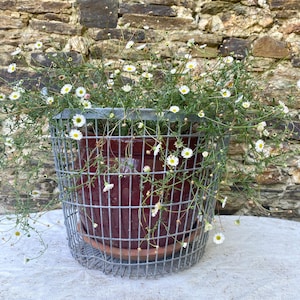 May include: A wire basket contains a dark red ceramic pot overflowing with small white and yellow flowers. The pot sits on a terracotta saucer. The background is a stone wall. The basket is a decorative planter.