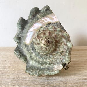Puede incluir: Una gran concha de mar verde y marrón con un interior nacarado iridiscente. La concha tiene una forma espiral y una punta puntiaguda.