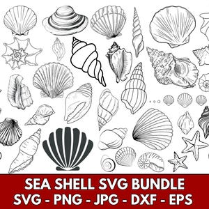 May include: A collection of 30 black and white line drawings of various sea shells. The shells are drawn in a realistic style and include a variety of shapes and sizes.
