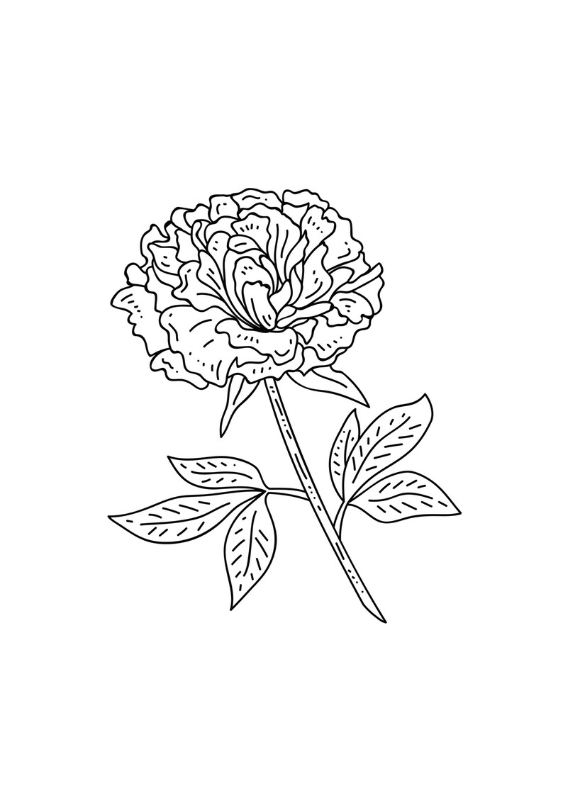 以下が含まれることがあります： 葉のついた牡丹の花の白黒の線画です。