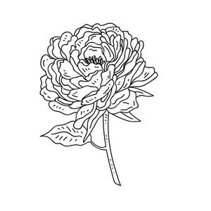 以下が含まれることがあります： 茎と葉を持つ、単一の牡丹の花の白黒の線画です。