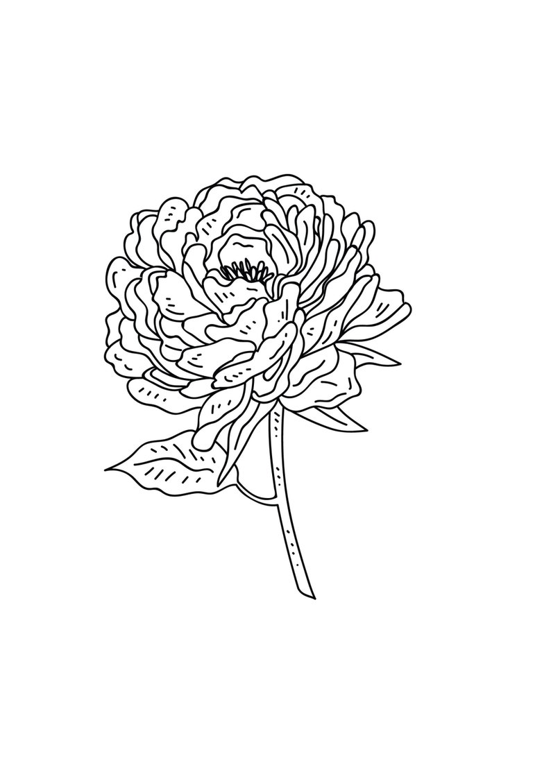 以下が含まれることがあります： 茎と葉を持つ、単一の牡丹の花の白黒の線画です。