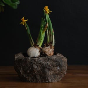 以下が含まれることがあります： 緑色の茎と鮮やかな黄色の花を持つ水仙の球根が、小さな粗削りの石のプランターに入っています。 プランターは木製の表面に置かれ、背景は暗いです。