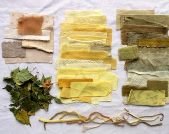 Feuilles de bouleau, couleur verte naturelle et jaune pour la teinture des textiles, teinture jaune naturelle du fil, teinture végétale pour la fabrication du savon