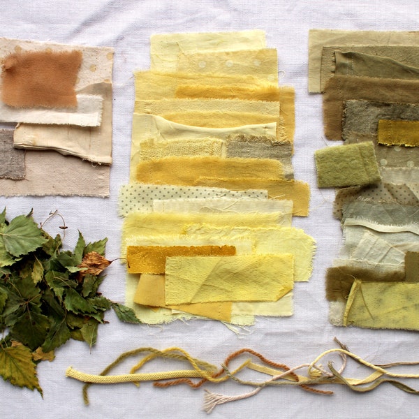 Birch leaves, natural green and yellow color for textile dyeing, yarn natural yellow dye, plant dye for soap making