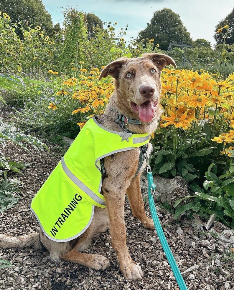 Personalised Dog High Vis Vest Coat Safety Reflective Pet Hi Viz Custom Print Dog Walking Safety Jacket Vest image 2