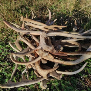 Real reindeer antlers for sale discount