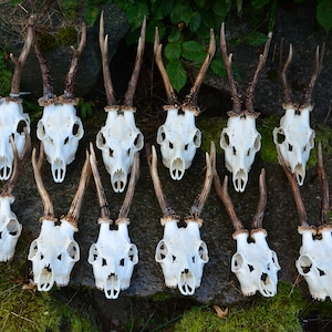 RANDOM SINGLE SKULL Real European Roe deer skull | Plain skull | Skull carving home decor deer antler sheds present set vikings