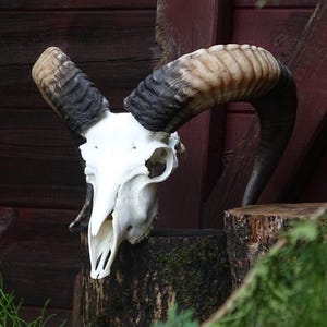 Real Ram skull (Ovis aries) Vintage wall decoration HORNS Trophae unique gift present set
