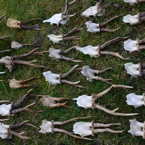 Echte Reh Schädel Kappe mit Geweih Europäischen Hirsch Schädel Rustikal Jagd Dekor Western Kabine Natürliche Geschenk Für Ihn Handwerk Grad