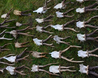 左右対称の大きな鹿の角 - Etsy 日本