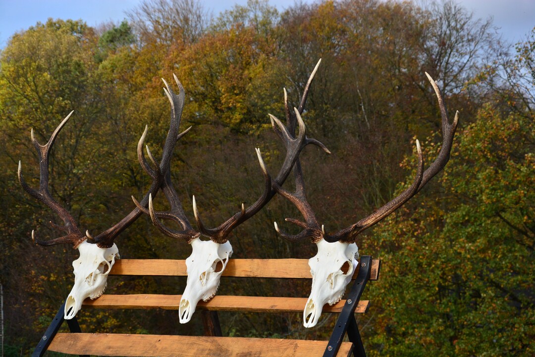 Deer Mount Wall Decoration Perfect Christmas Present Gift Real Red Deer