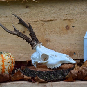 Long antler Roe Deer SKULL Real European Roe deer skull | Plain skull | Skull carving home decor deer antler sheds present set vikings