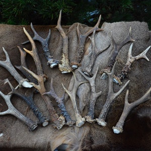 RANDOM ANTLER Roe deer (Capreolus capreolus) Price per piece - randomly choosen single antler - cut from skull - craft grade