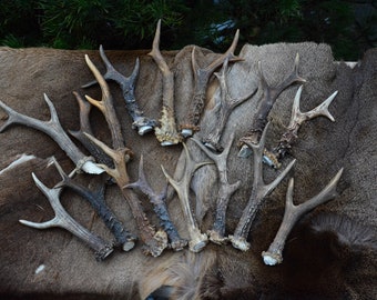 BOIS ALÉATOIRES Chevreuil (Capreolus capreolus) Prix par pièce - bois unique choisi au hasard - coupé dans le crâne - qualité artisanale