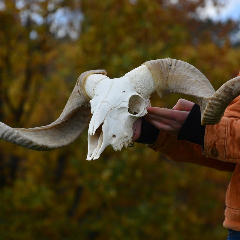 Real Ram Skull - Etsy