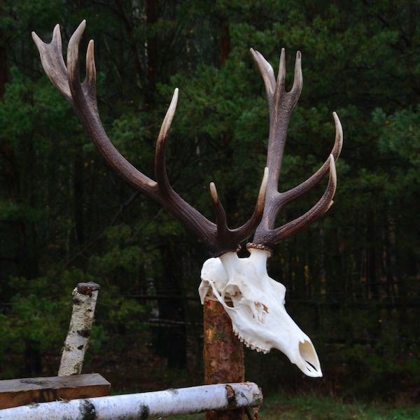 Hirschschädel (Cervus elaphus) zur Selbst-Montage