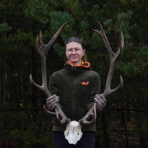 Rotwildschädel (Cervus elaphus) Selbst-Montagesatz Perfekte Wanddekoration Geschenkset Geschenk