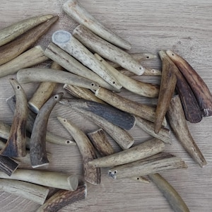 Cut Red Deer Antler Tips, Pre-Drilled for Crafts, Real Antler in White or Brown – Jewelry Making, Natural Craft Supply, Price per piece