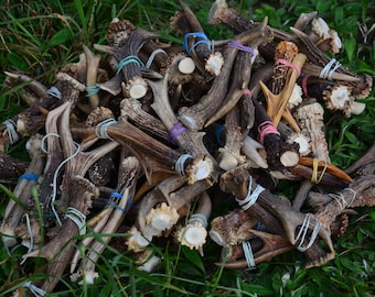 RANDOM ANTLER PAIR Chevreuil (Capreolus capreolus) Prix par paire - paire de bois choisie au hasard - découpé dans le crâne - qualité artisanale