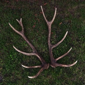 Red Deer Antlers, Deer skull, Western wall decor, rustic home decor, Cervus elaphus, Self-montage kit, Perfect wall decoration, Hunting Loge